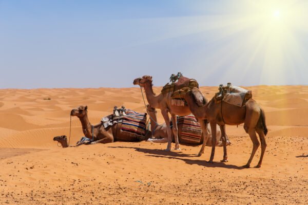 Nuit Magique dans le Sahara – Image 2