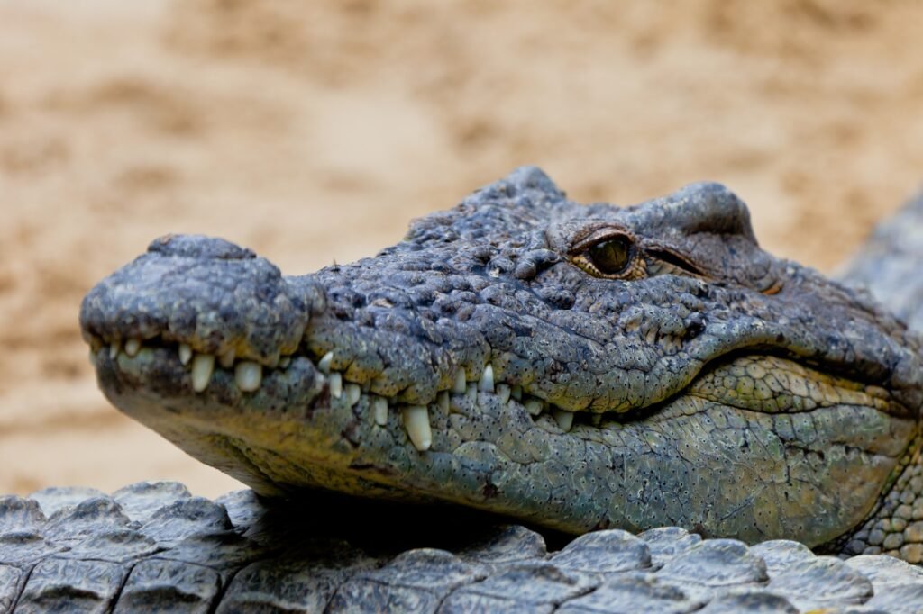 A nile crocodile, Crocodylus niloticus