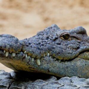 A nile crocodile, Crocodylus niloticus