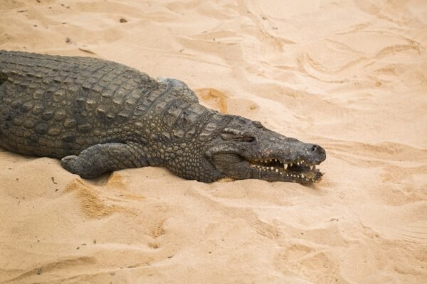crocodile on light sand