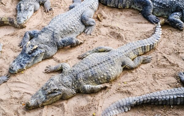 Crocodiles on the river bank